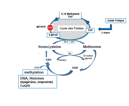 Recyclage de l’homocysteine et cycle des folates. Les isoformes de la -MTHFR (Methylne TetraHydroFolate Reductase) affectent négativement le recyclage de l’homocysteine et ainsi altèrent le processus de méthylation, donc l’empreinte et l’épigénèse