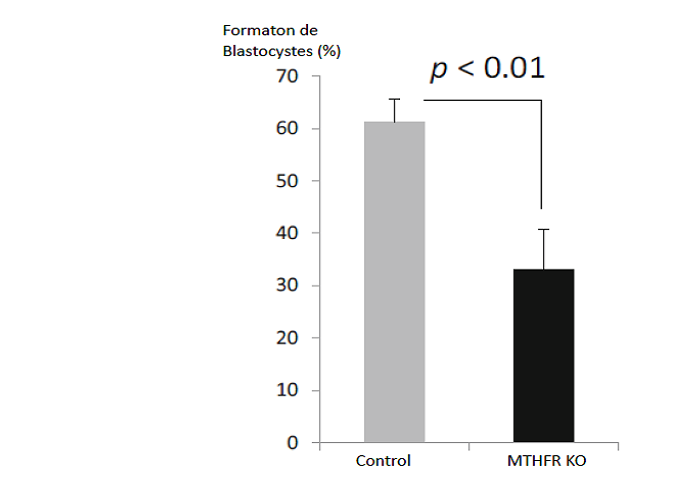 Impact de l’extinction de la MTHFR sur la formation de blastocyste (d'après Ishitani et al.[5] ).