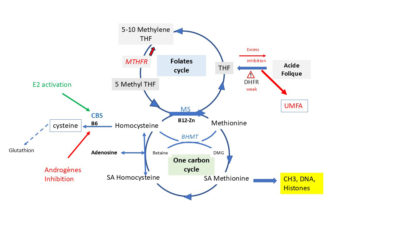 MTHFR polymorphisme, homocystéine, thrombophilie et fertilité