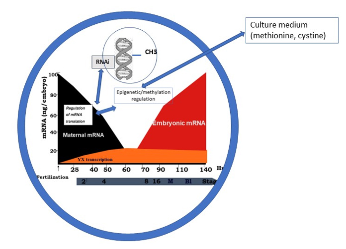 Culture medium